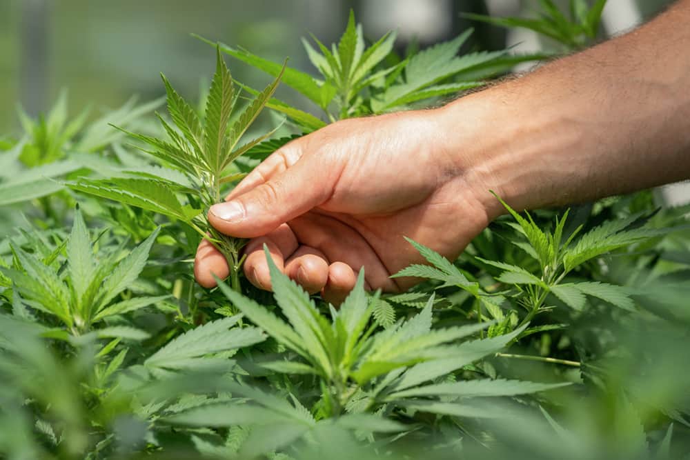 Someone reaching into some cannabis plants.