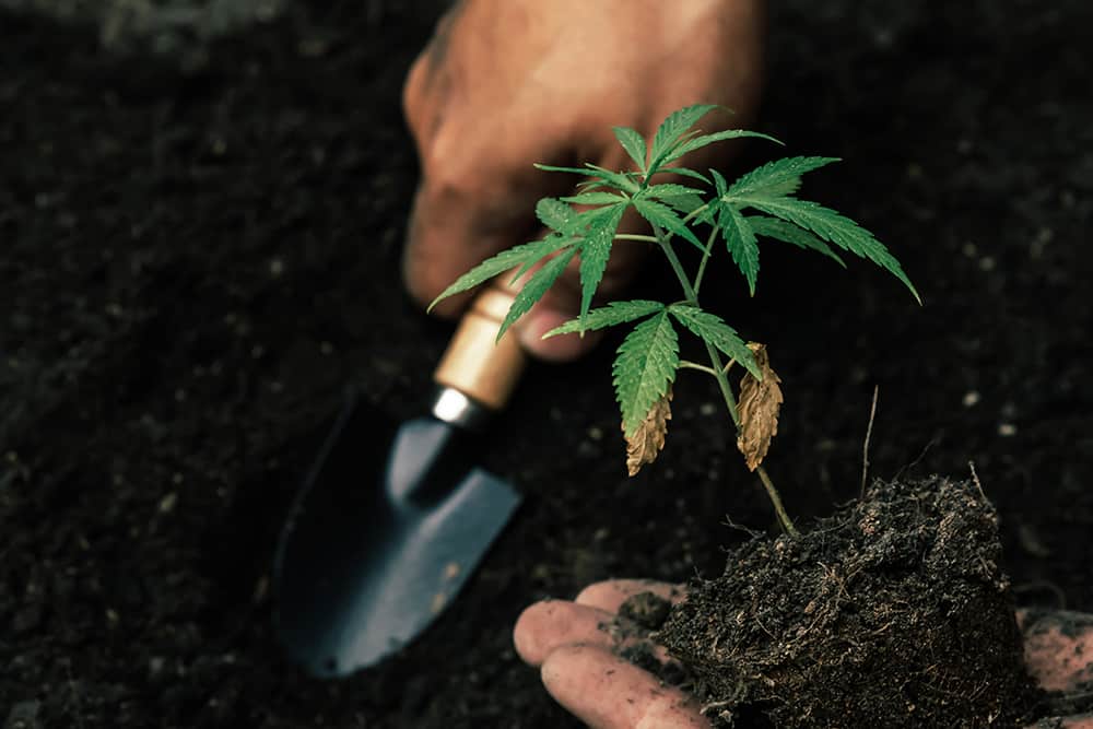A person gardening ancient cannabis.
