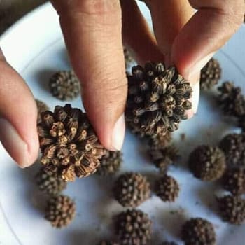 All You Need to Know About Kratom Plant Seeds | Kratom Spot