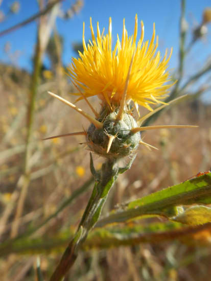 Yellow star thistle