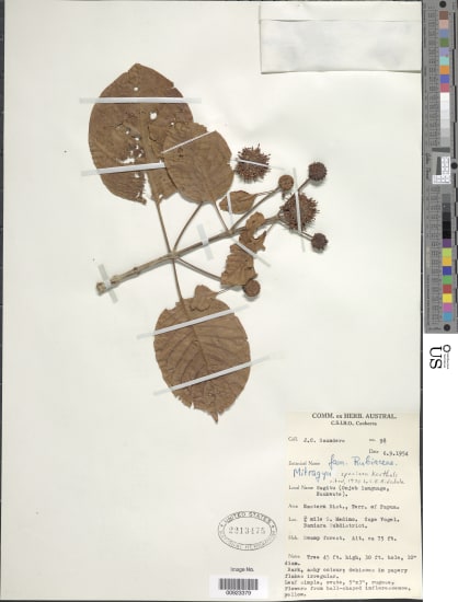 Mitragyna speciosa lab testing