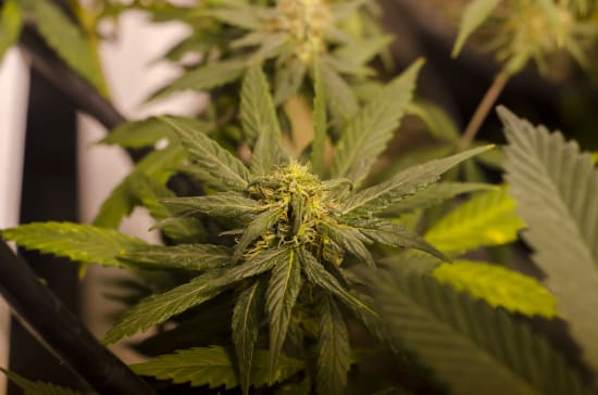 Marijuana plants