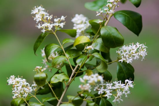 Chinese privet