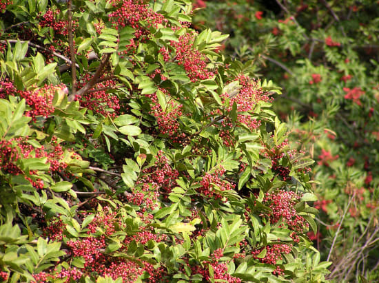 Brazilian peppertree