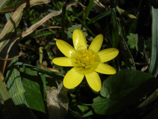 Fig buttercup