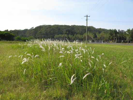 Cogongrass