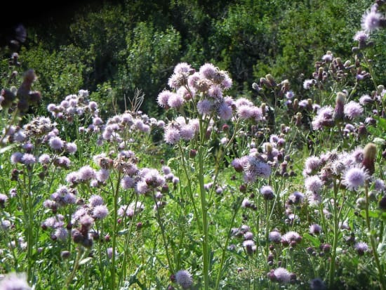 Canada thistle