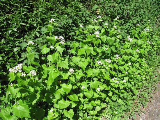 Garlic mustard