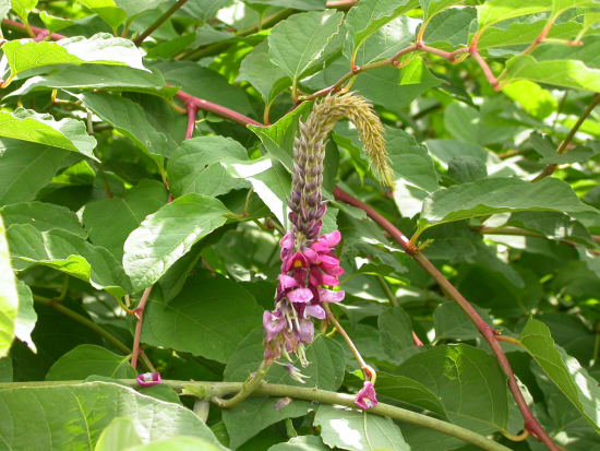Kudzu