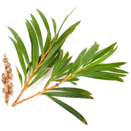 A cutting of tea tree on a white background