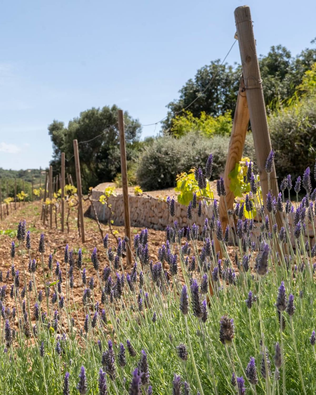 Junge Reben und Lavendel auf dem terrassierten Gelände, Finca Sant Llorenç