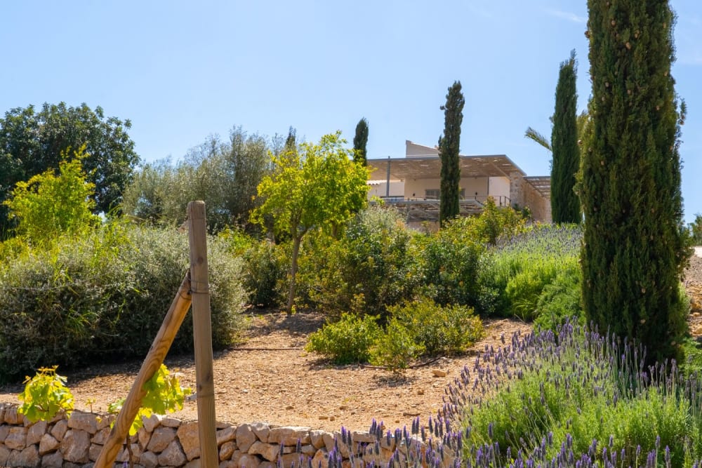Das Haus vom Garten aus gesehen, durch Zypressen und junge Bäume, Finca Sant Llorenç