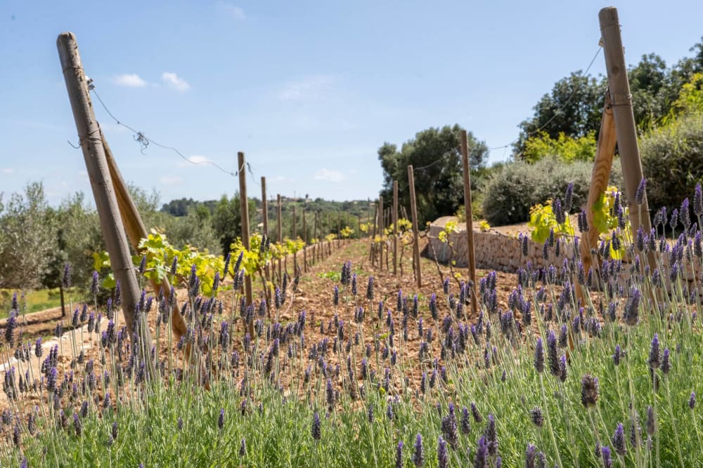 Junge Reben und Lavendel auf dem terrassierten Gelände, Finca Sant Llorenç