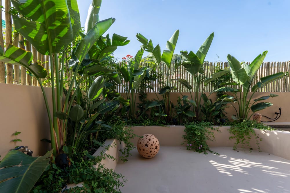 Die entlang ihres Eukalyptuszauns bepflanzte Terrasse, Fuster 8