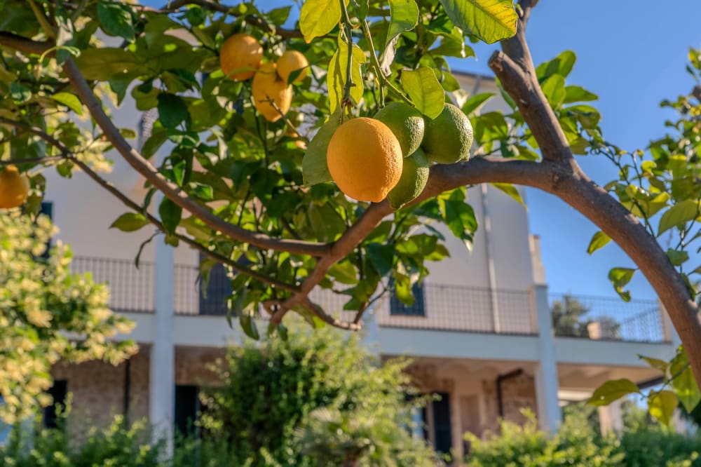 Zitronen an einem Baum im Garten, dahinter das Haus, Exklusive Gartenwohnung