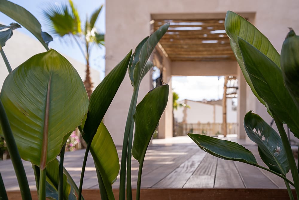 Planted deck under a cane pergola, Falco 13