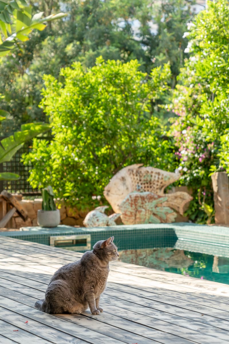 Terrace steps with the family cat