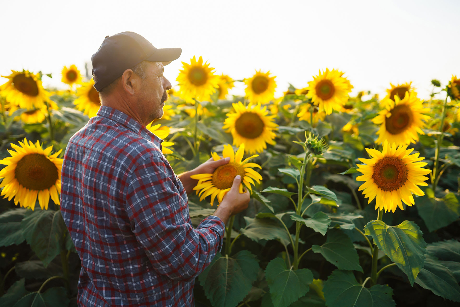 Safya — Sunflower Cooking Oil Producer