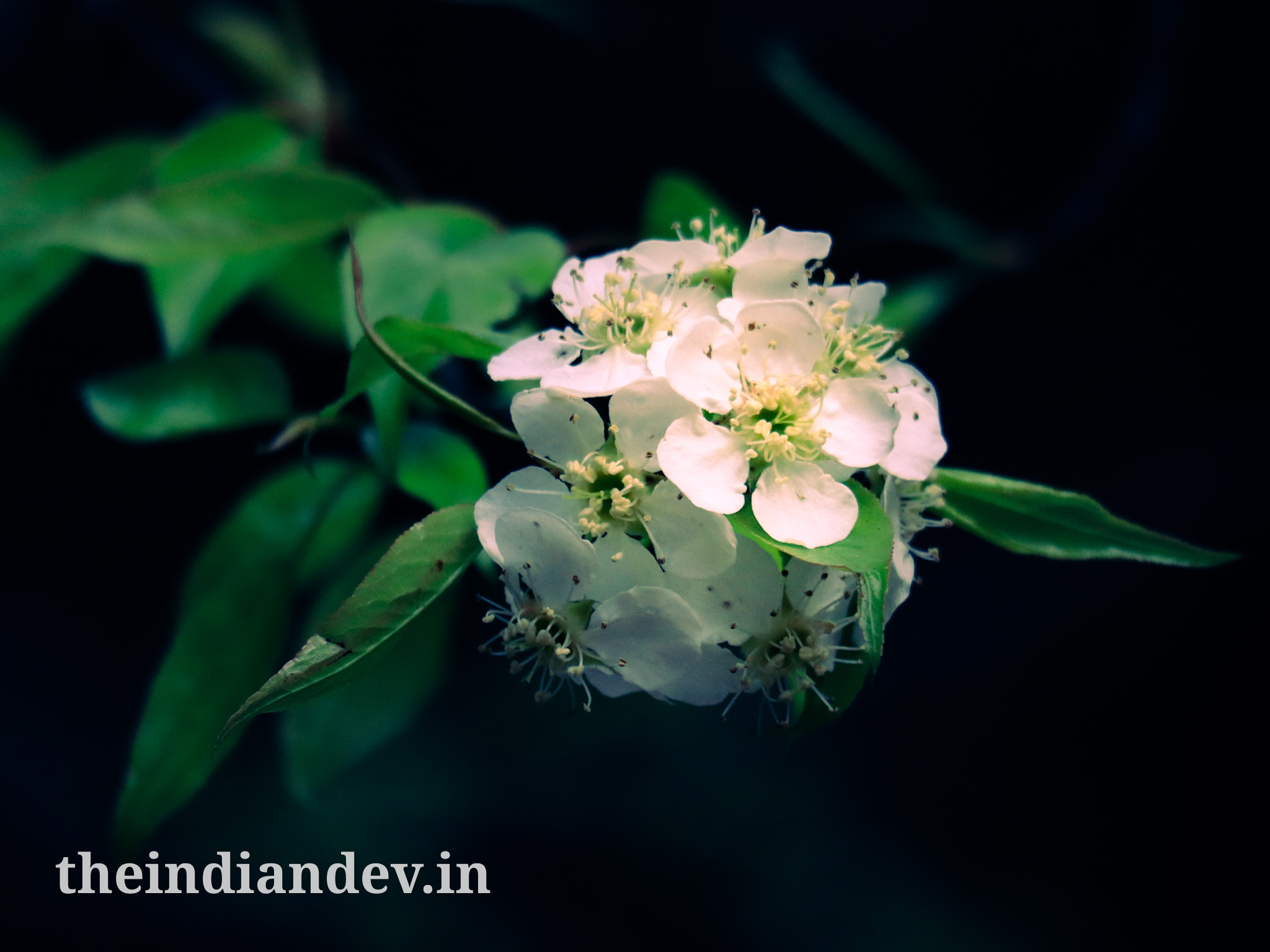 White flowers on a green background