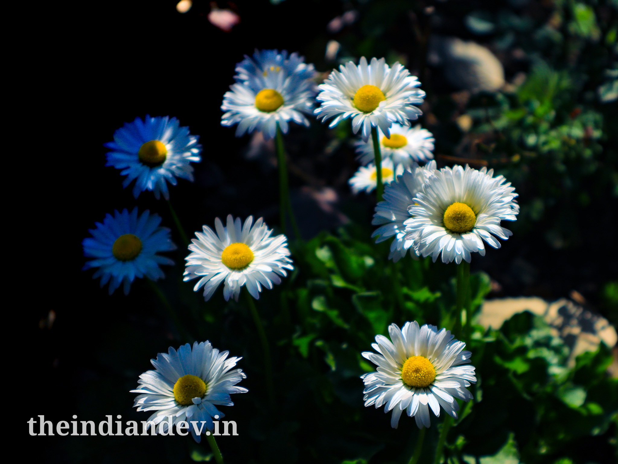 Macro of white flowers