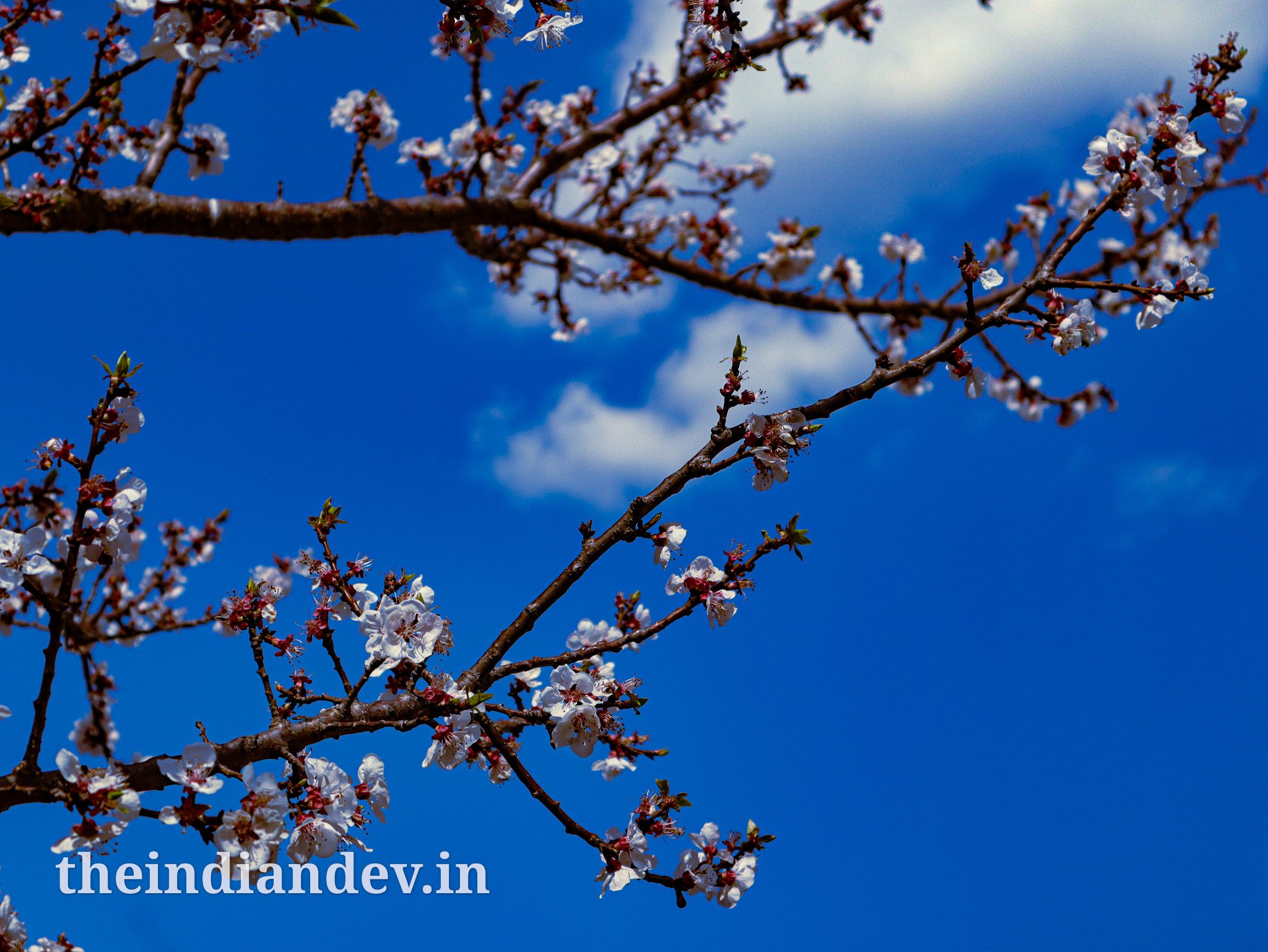 Apricot blossom flowers