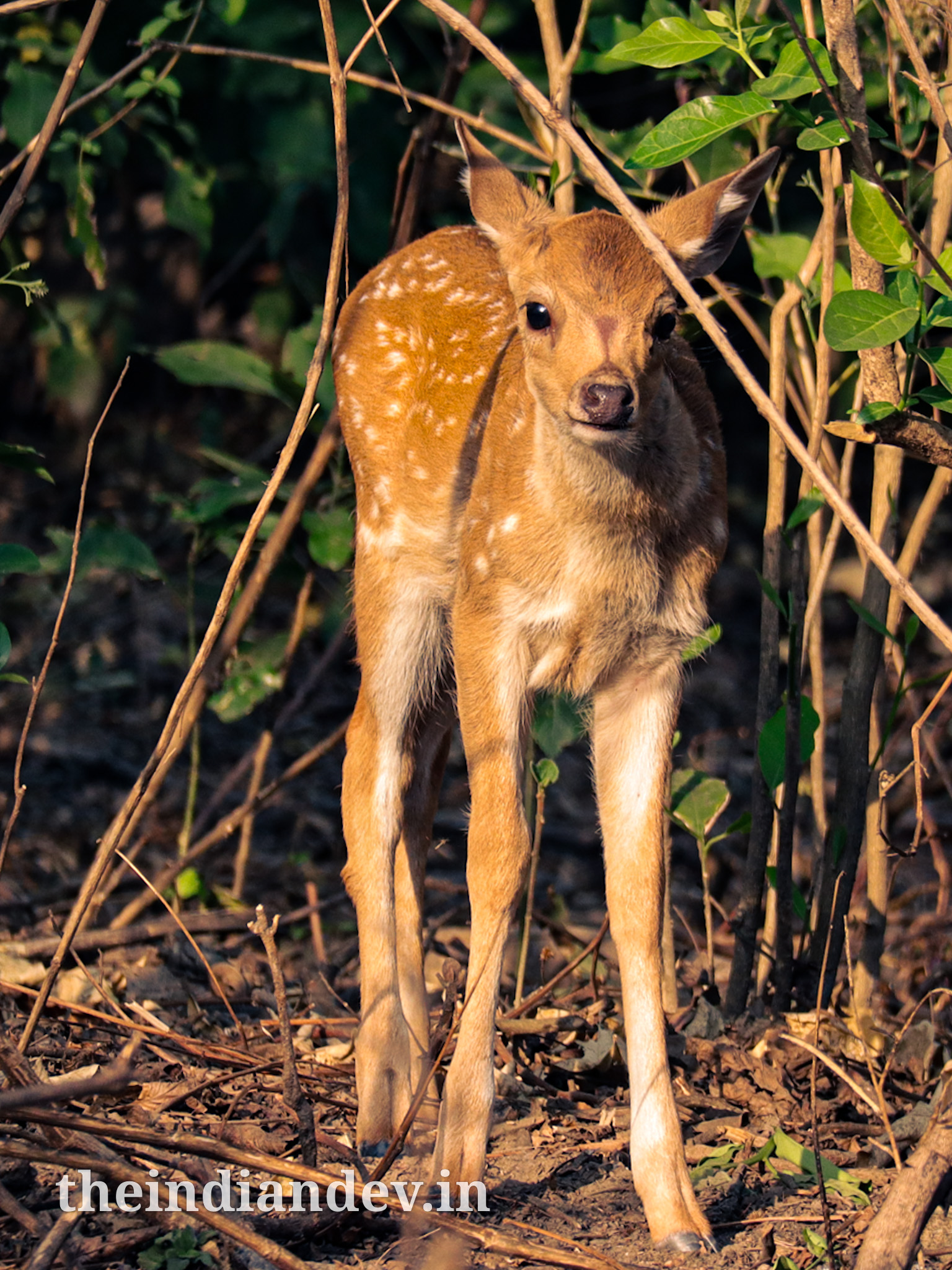 Photograph of a deer behind the bush