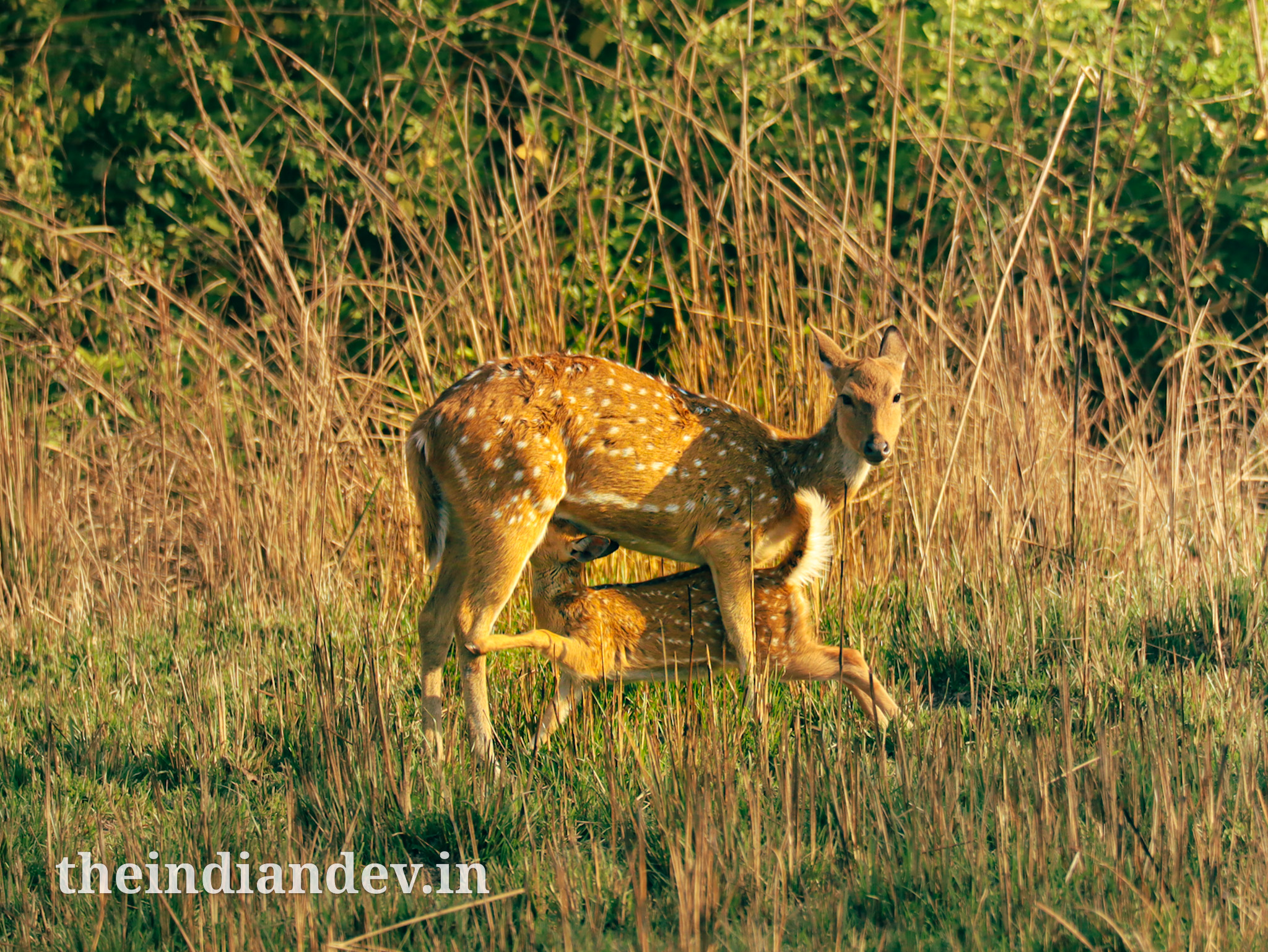 A Mother deer feeding her child fawn