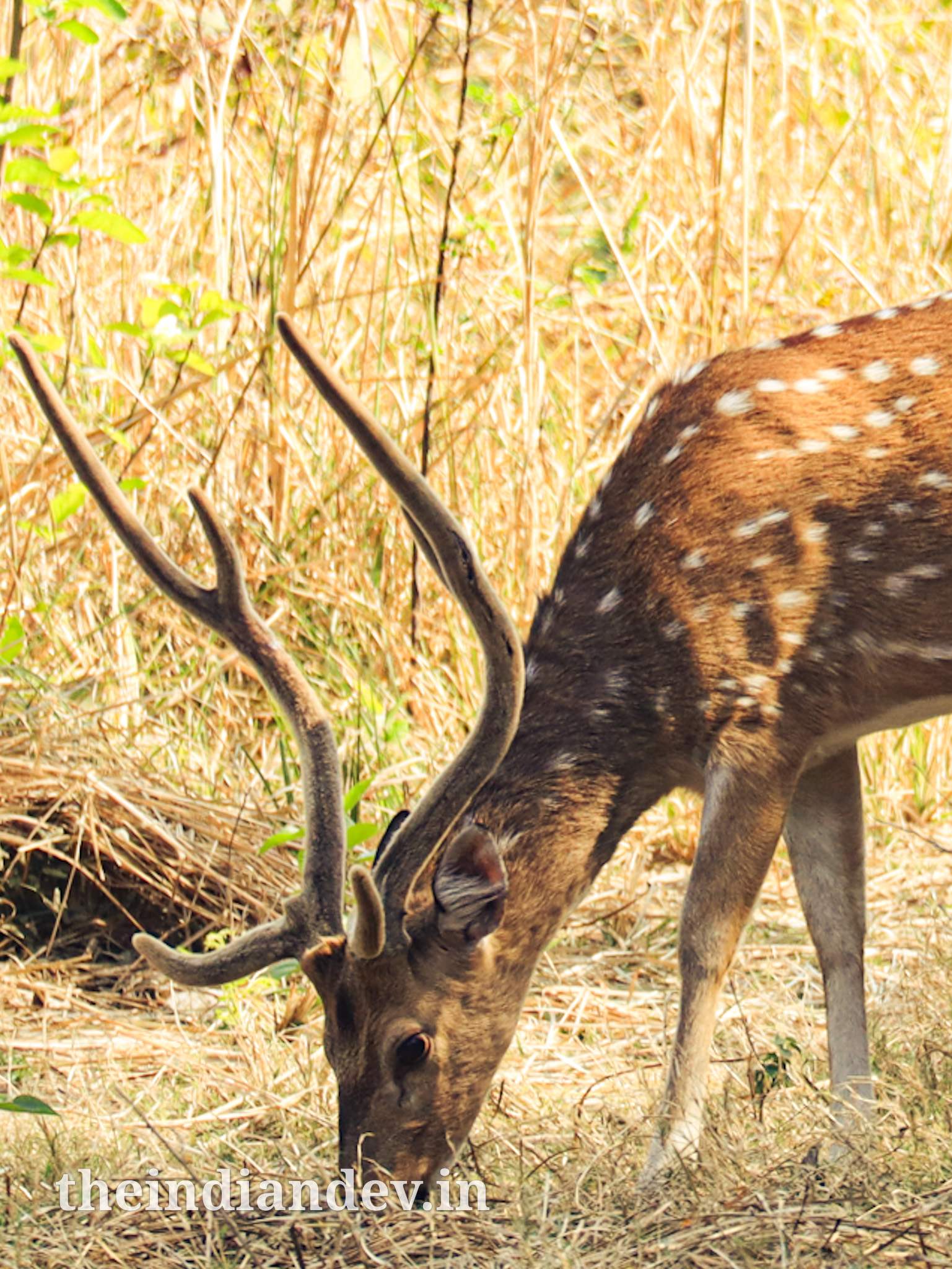 A deer eating grass.