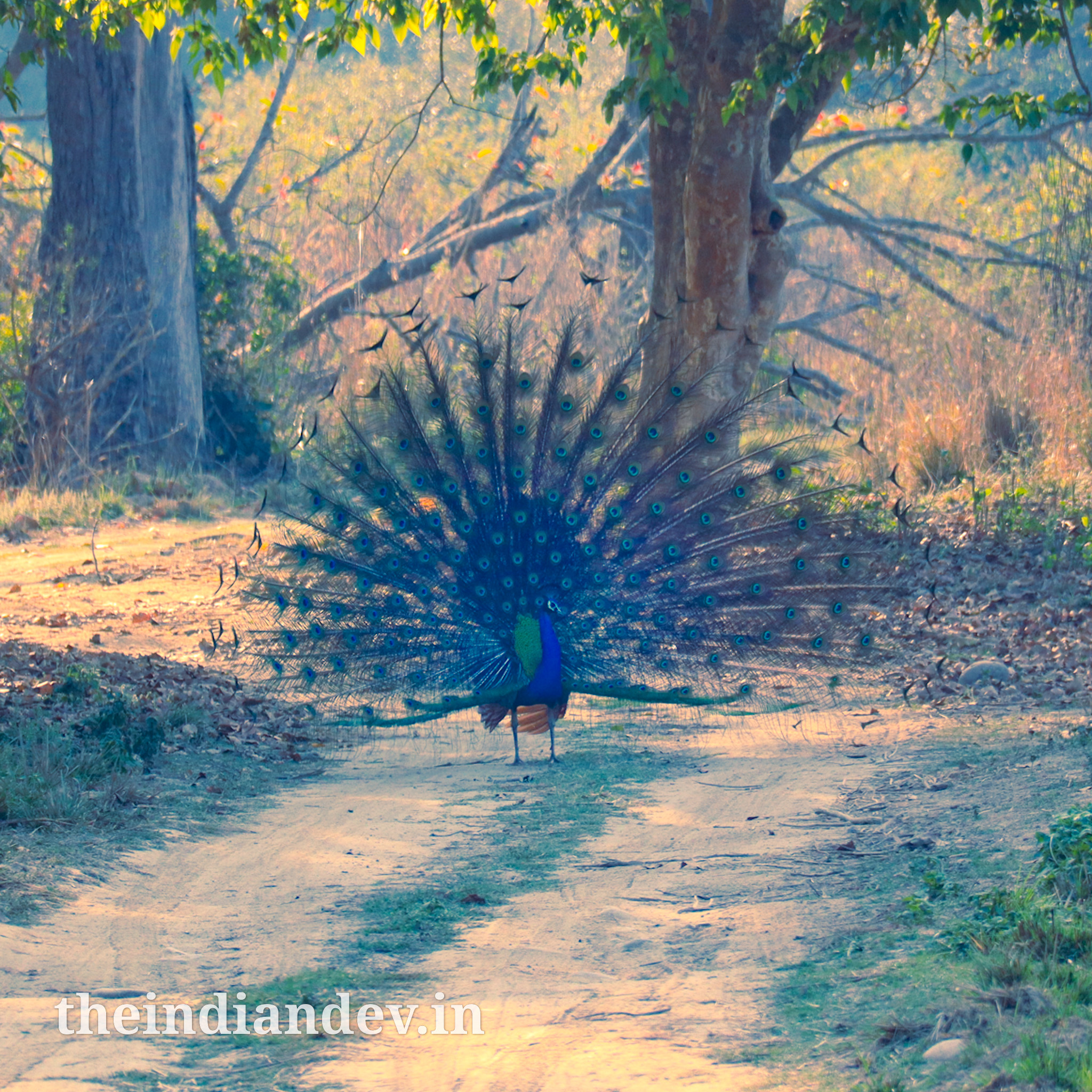 Peacock dancing on a road