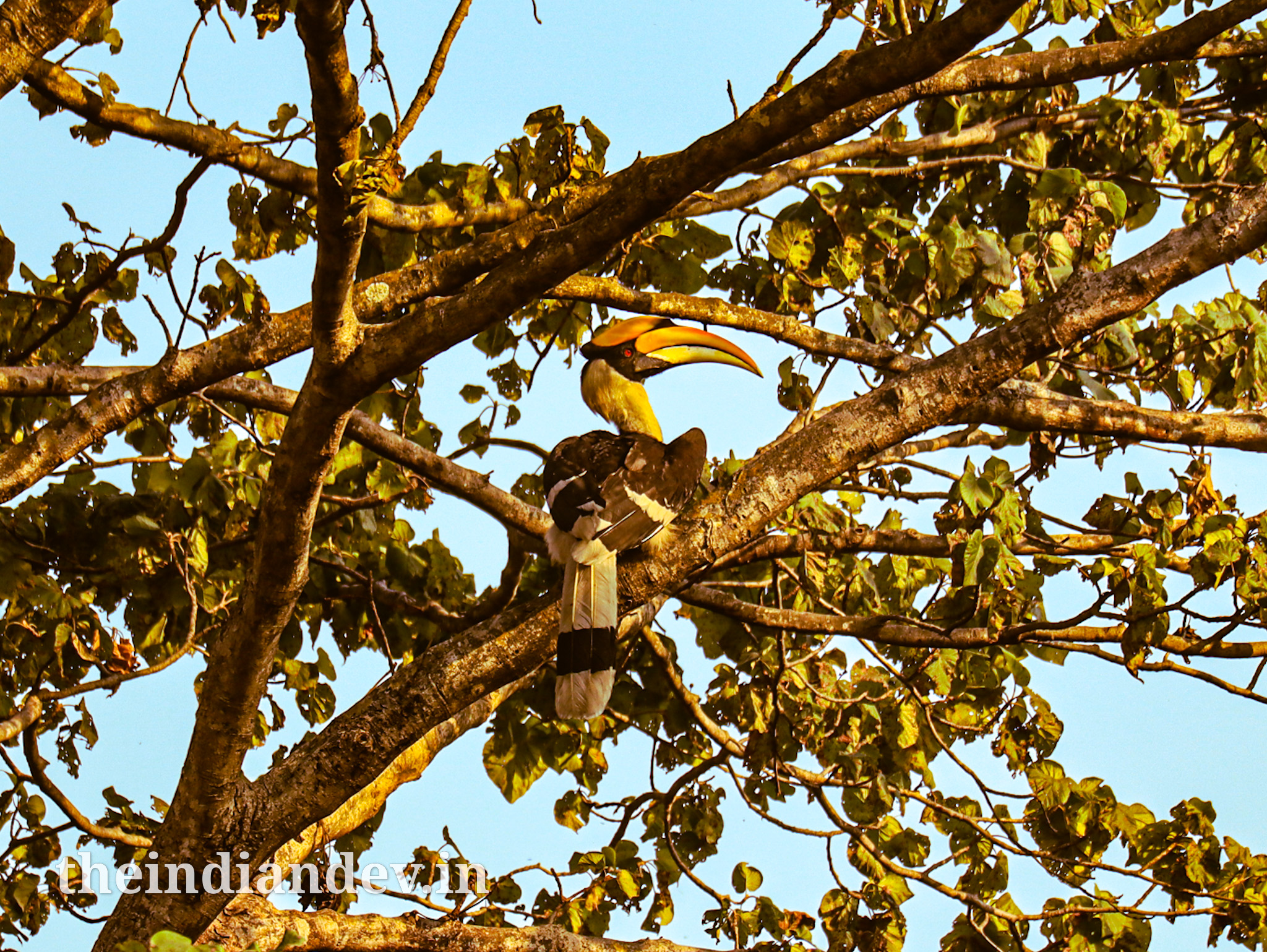 The Great Indian Hornbill