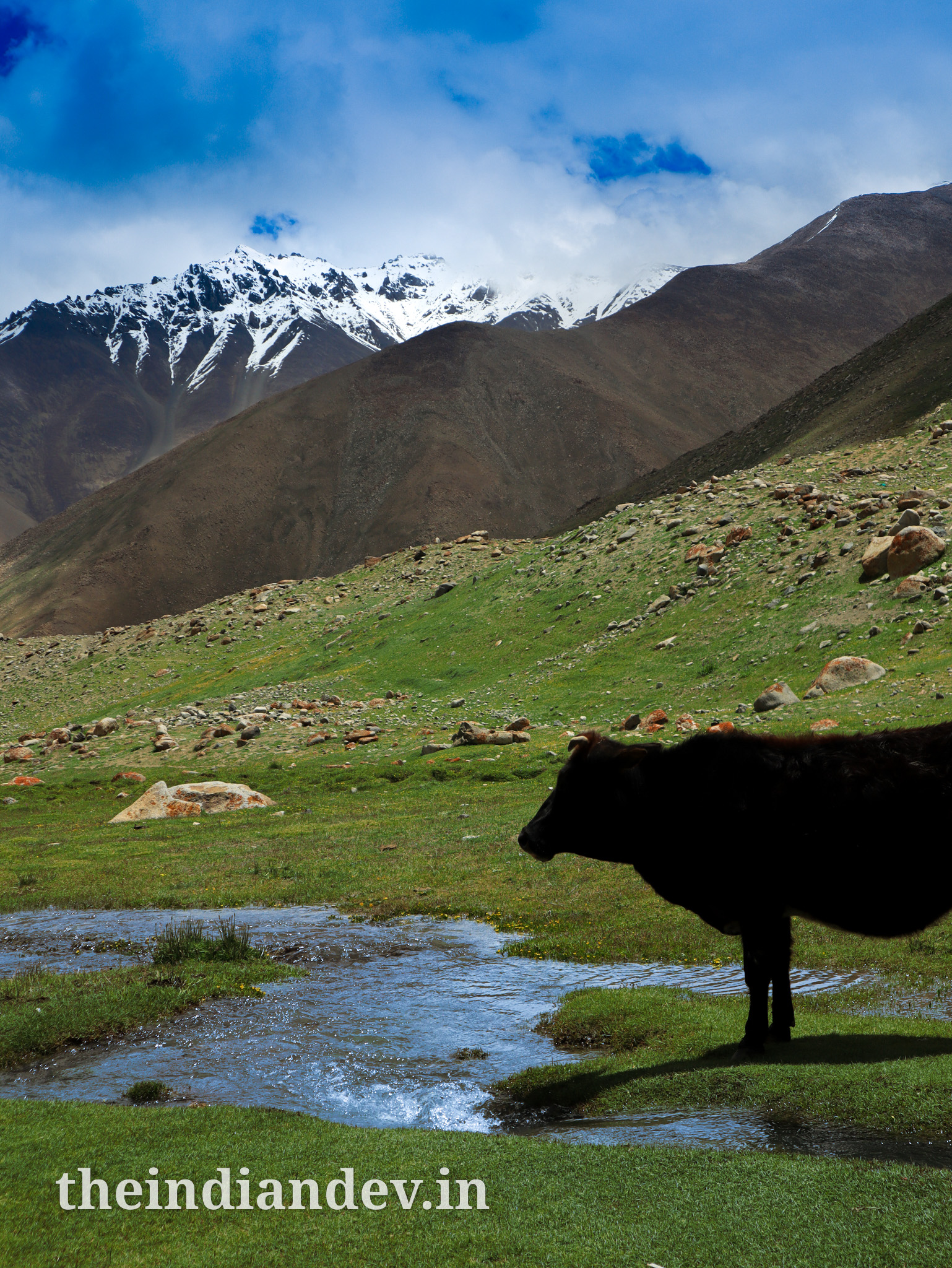 A yak chweing on grass with backdrop of snow capped himalayas