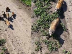 Стая степных хорьков напала на местного жителя в Усть-Лабинском районе