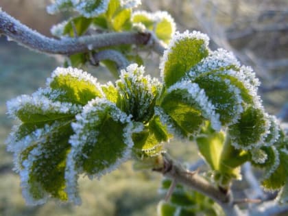 Внезапные заморозки придут на Кубань
