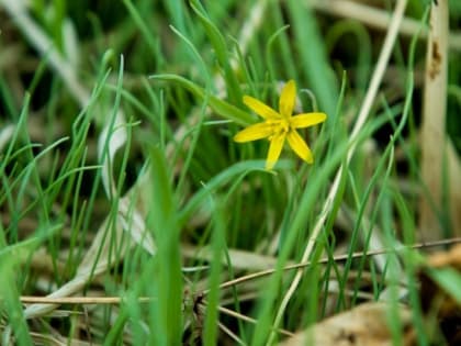 Дожди ожидаются на Кубани на следующей неделе