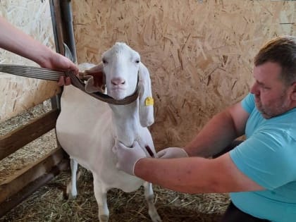 День ветеринара в России: важные задачи и достижения