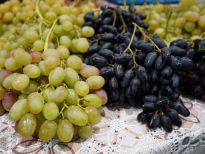 В Краснодарском крае началась уборка винограда