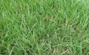 bahiagrass,bahia grass,grass maintenance