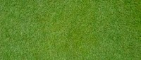 bermudagrass,bermuda grass,lawn care equipment