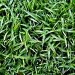 centipedegrass,centipede grass,lawn mowers