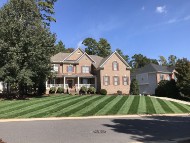 tall fescue,lawn care industry