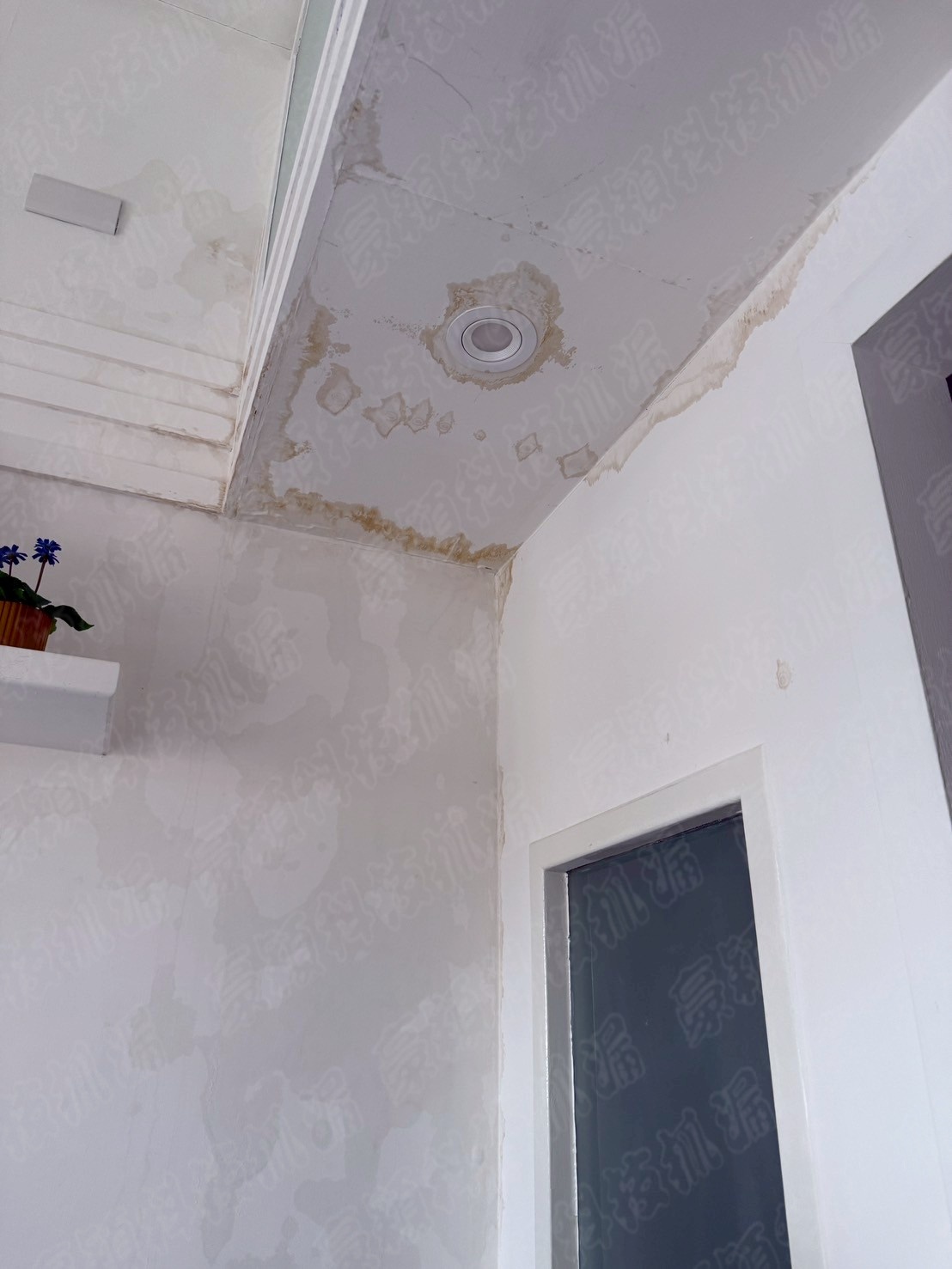 這張照片展示了一處室內天花板和牆面的嚴重滲水情況。天花板上可見多處水漬和霉斑，尤其集中在燈具周圍，顯示燈具安裝處可能存在結構性缺陷或防水層失效。牆面上也有明顯的水痕，表明水分沿著牆面蔓延。這種情況可能是由樓上漏水、外牆滲水或其他管道洩漏引起的。專業漏水檢測團隊應立即進行詳細檢查，使用紅外線熱像儀等設備精準定位漏水源頭，並評估結構受損程度，及時制定修復方案，避免長期滲水導致更大的損失和安全隱患。