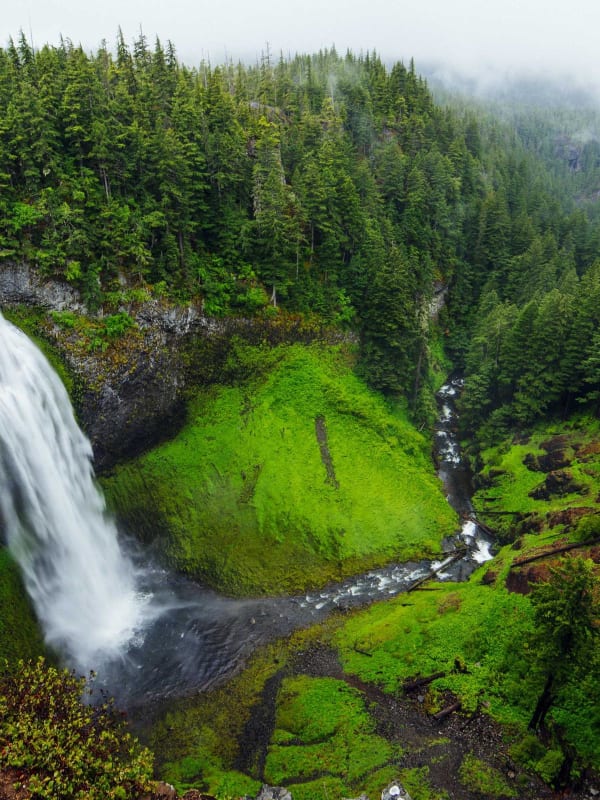 Forest falls