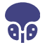 Prostate