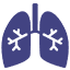 Lungs