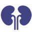 Kidney