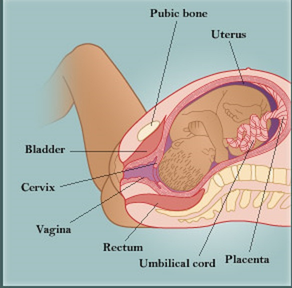 Illustration showing child birth anatomy and pelvic structure