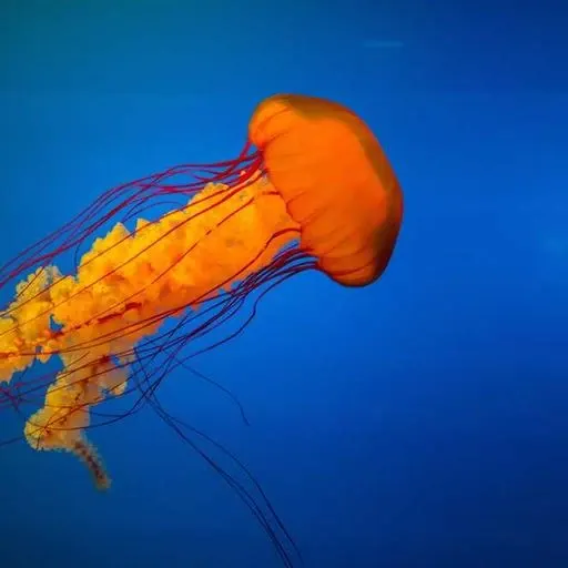 핵심 요약 이미지