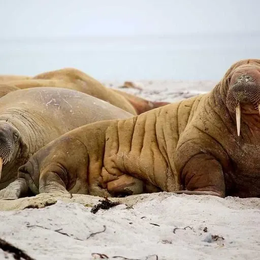 핵심 요약 이미지