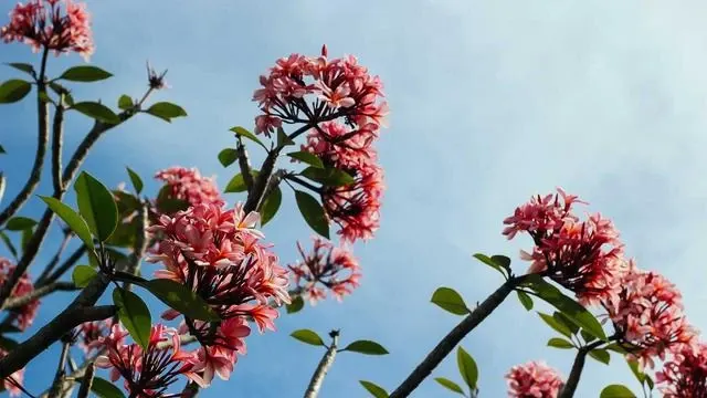 FFP 수혈 시 주의사항과 임상적 판단 이미지