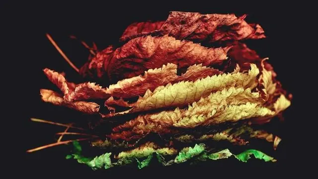 보이차 부작용과 섭취 시 주의사항 이미지